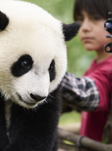 Panda a já